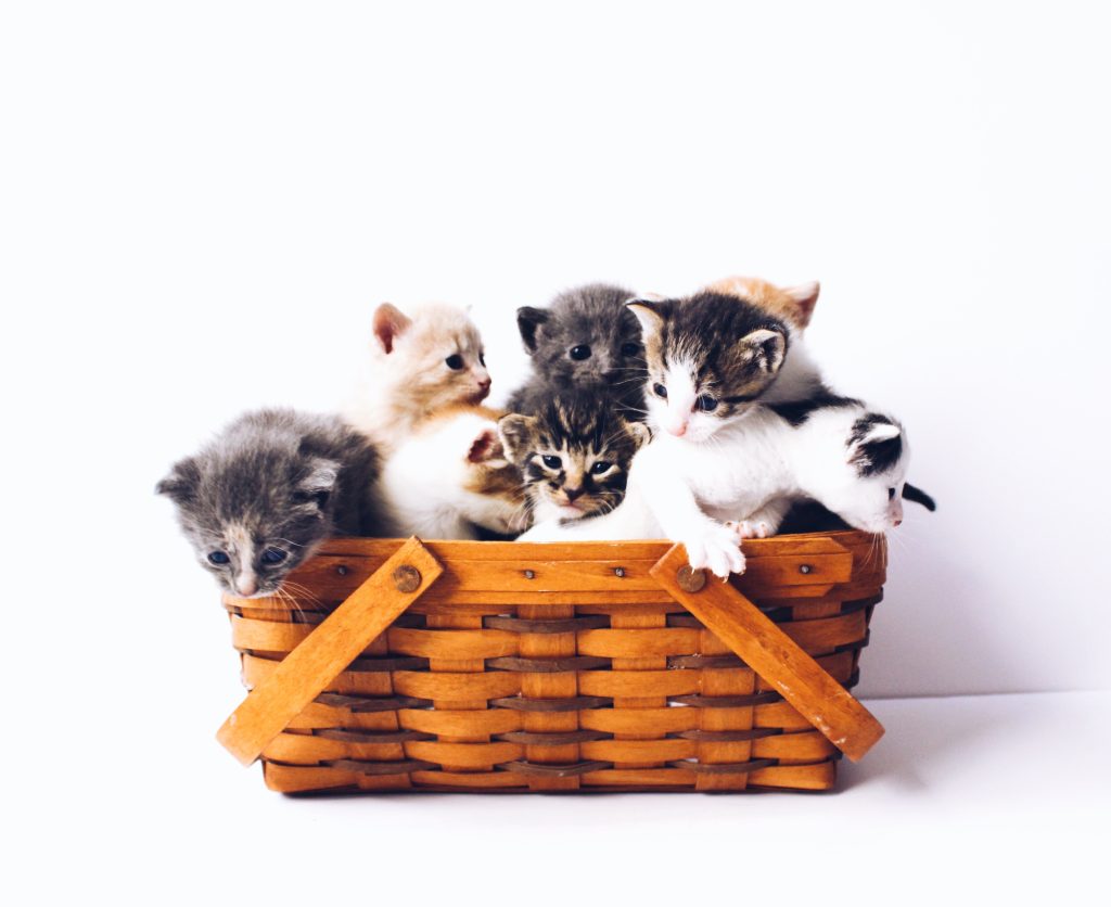 Cats in basket