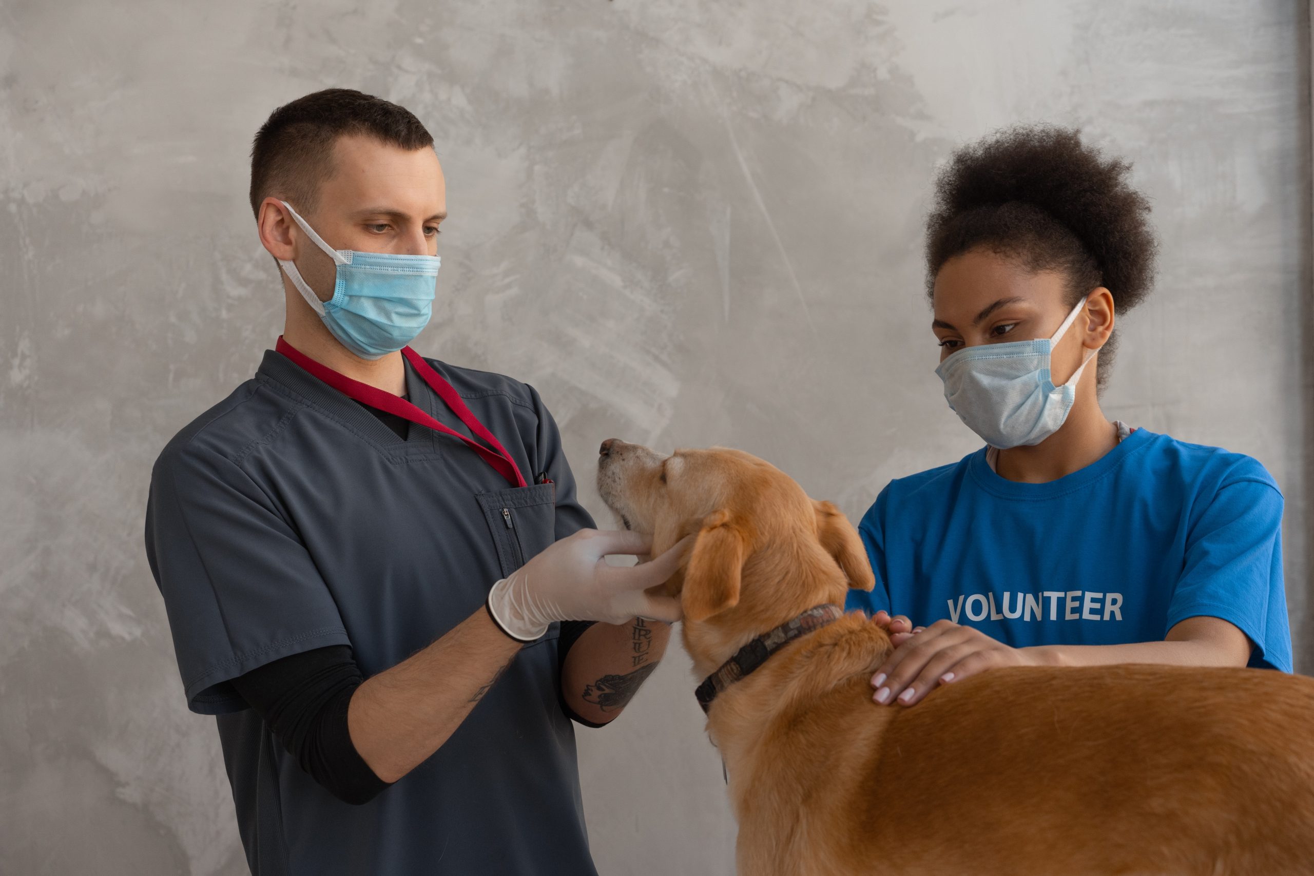 Does Pet Insurance Cover Vaccines? - ExtrasJar